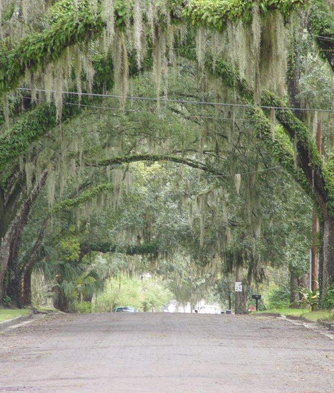 A picturesque street shaded by arching oak trees draped with Spanish moss, creating a serene and timeless atmosphere.