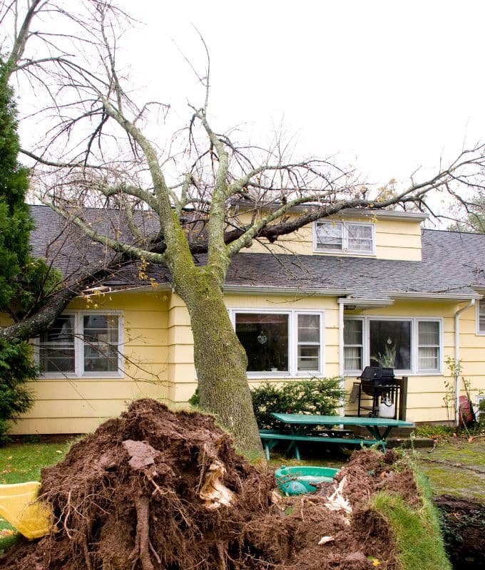 Storm damage with an uprooted tree resting on the roof of a yellow home, highlighting the need for roof repair services.